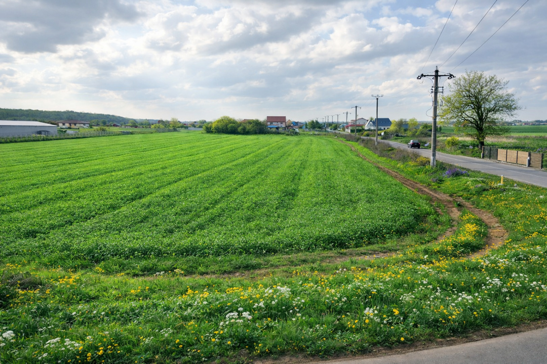 Teren intravilan 7.811 mp | Ciolpani, Ilfov | Acces drum public