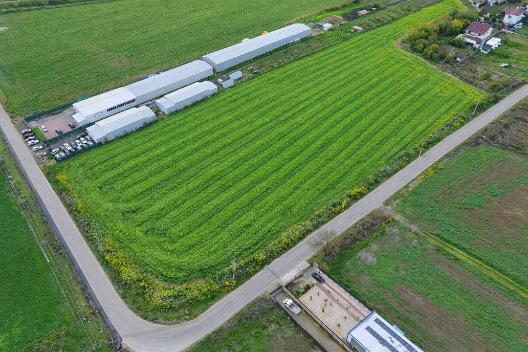 Teren intravilan 7.811 mp | Ciolpani, Ilfov | Acces drum public