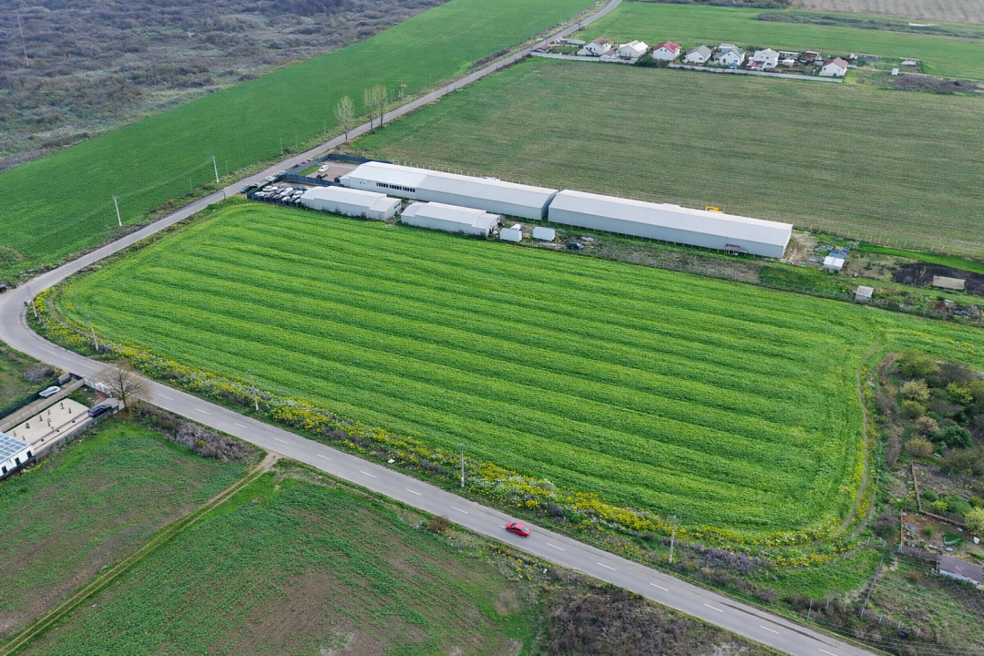 Teren intravilan 7.811 mp | Ciolpani, Ilfov | Acces drum public