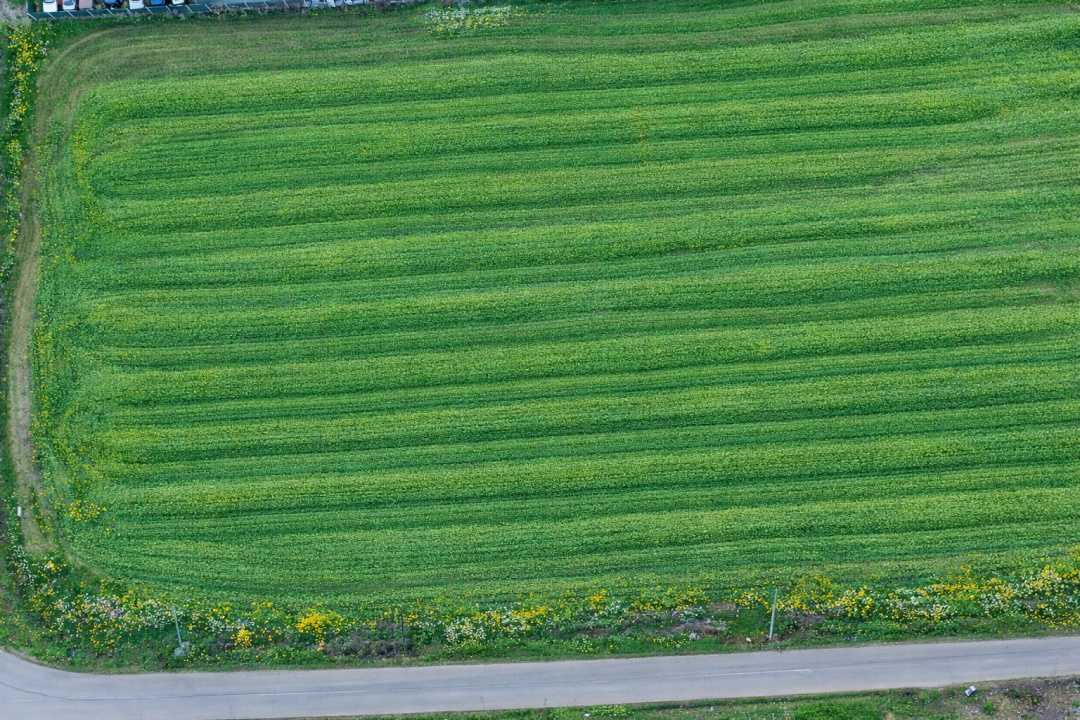 Teren intravilan 7.811 mp | Ciolpani, Ilfov | Acces drum public